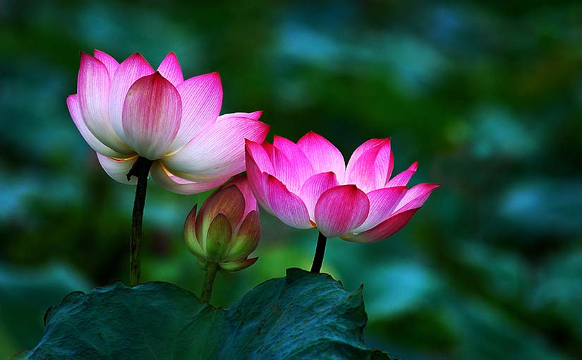 2017 උදුවප් පොහෝ දින කොළඹ අන්තර්ජාතික විපස්සනා භාවනා මධ්‍යස්ථානයේදී සිදුකල ධර්ම දේශනාව
